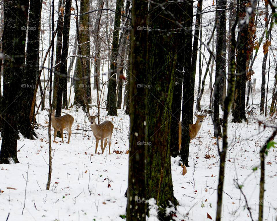 white tail deer. white tail deer hidng in plain sight