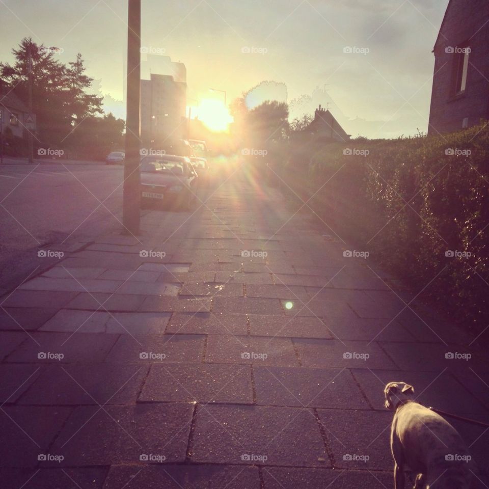 united kingdom sun dog trees by meganlawrie