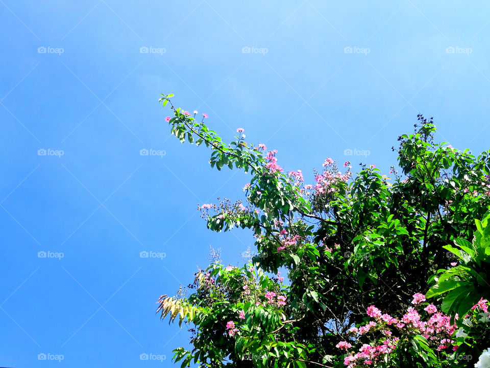 Sky and Flowers (Freguesia/RJ/BR)