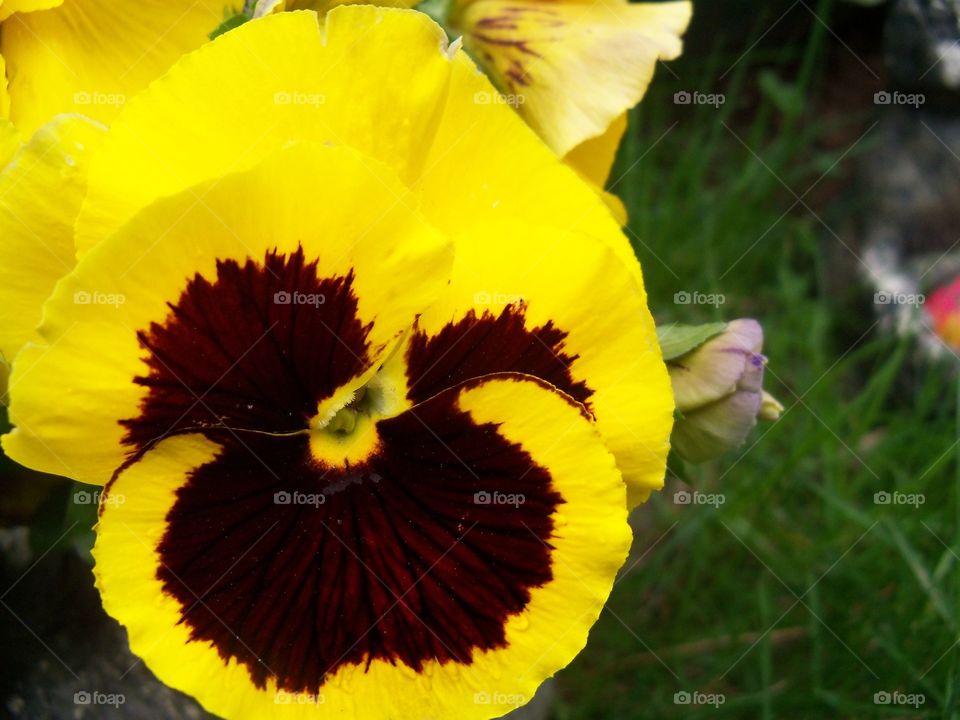 yellow flower #3