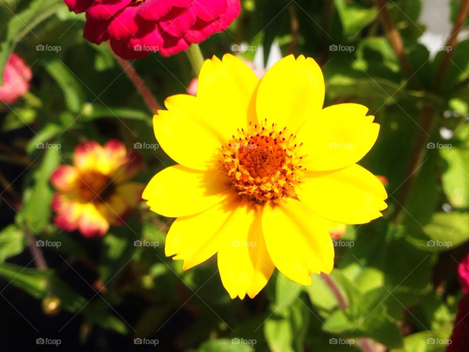 A beautiful Yellow flower. A beautiful Yellow flower in the garden