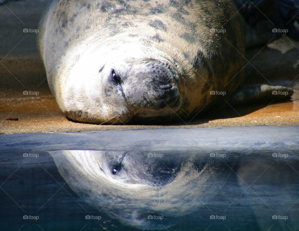sea seal
