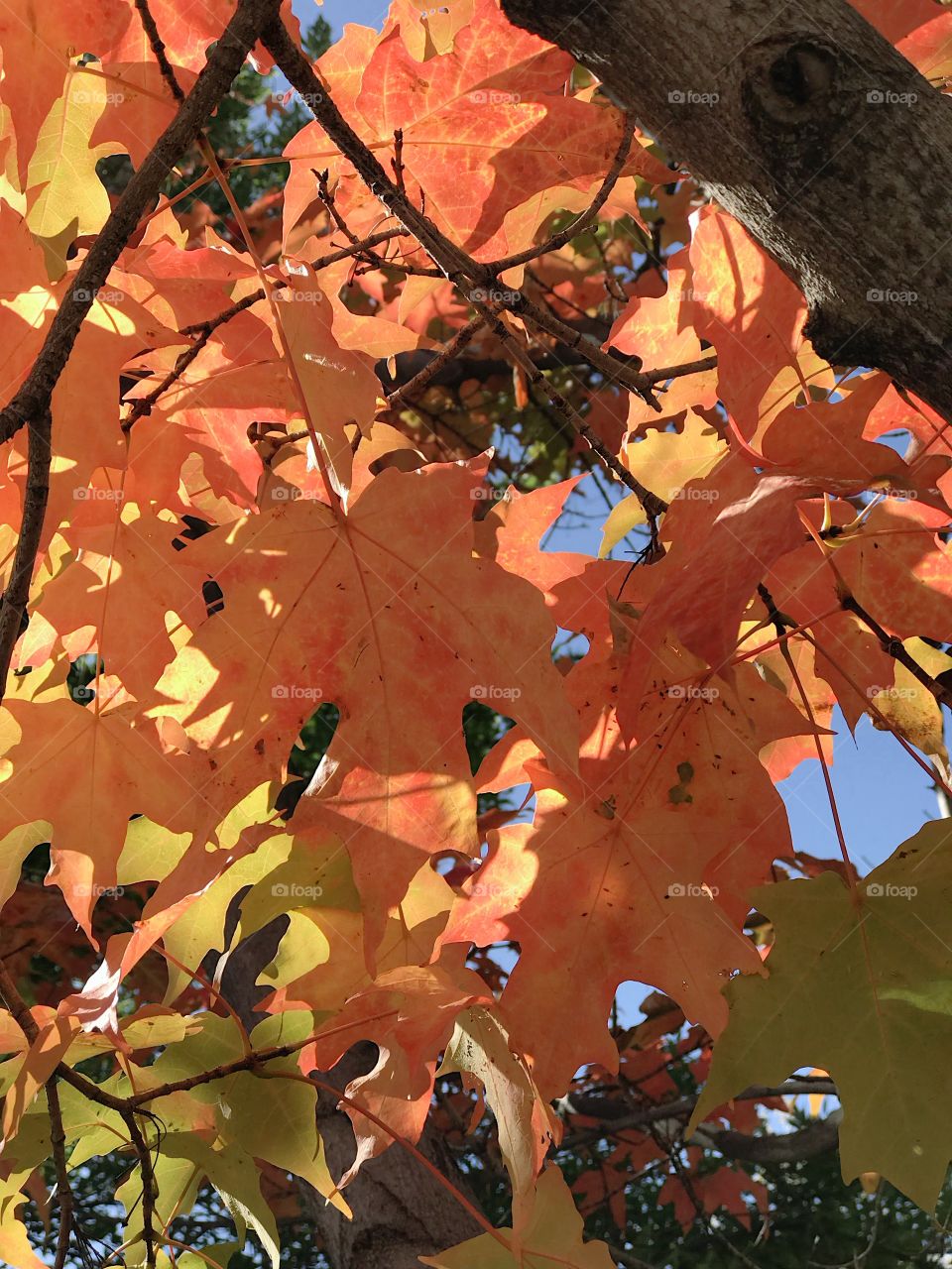 Beautiful contrast of the bright fall colors of large maple leaves on a sunny and clear fall day. 