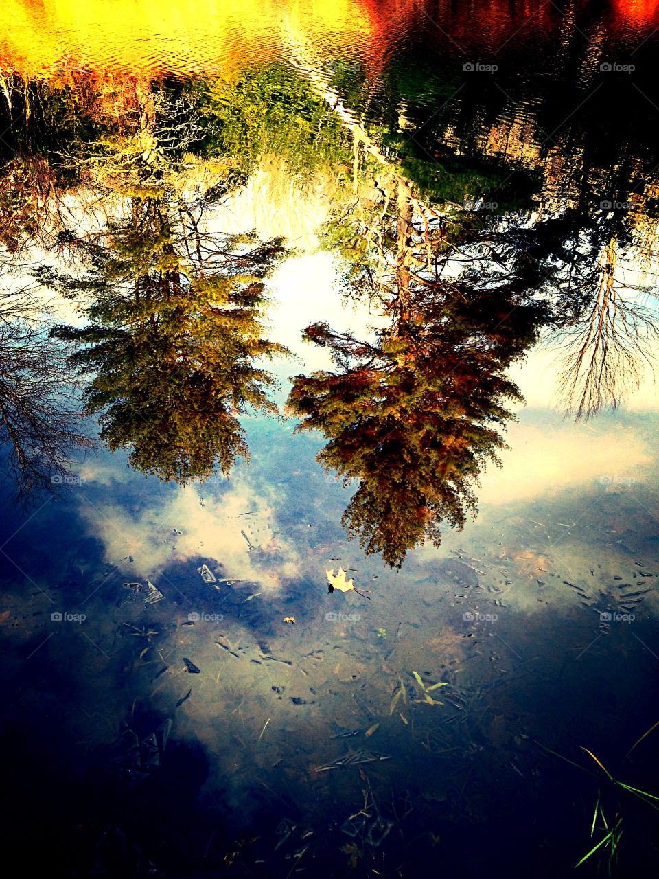 Trees reflection on water