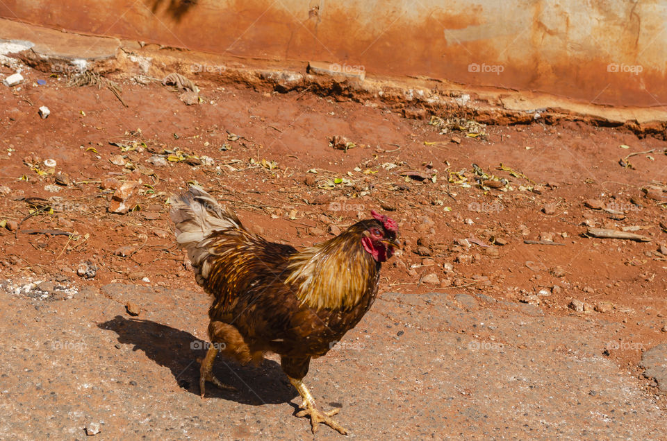 Hen On The Run