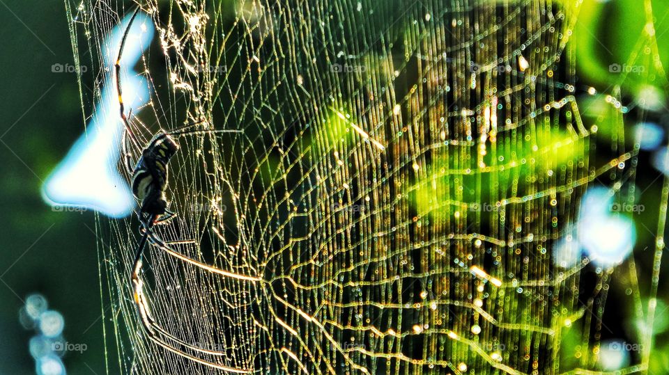 Web, Web Together, Spider, Trap, Spiderweb