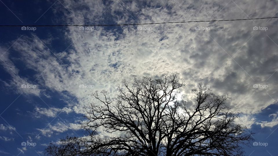 Puffy clouds behind tree branches.