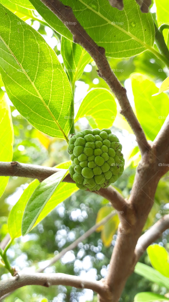 annona fruit