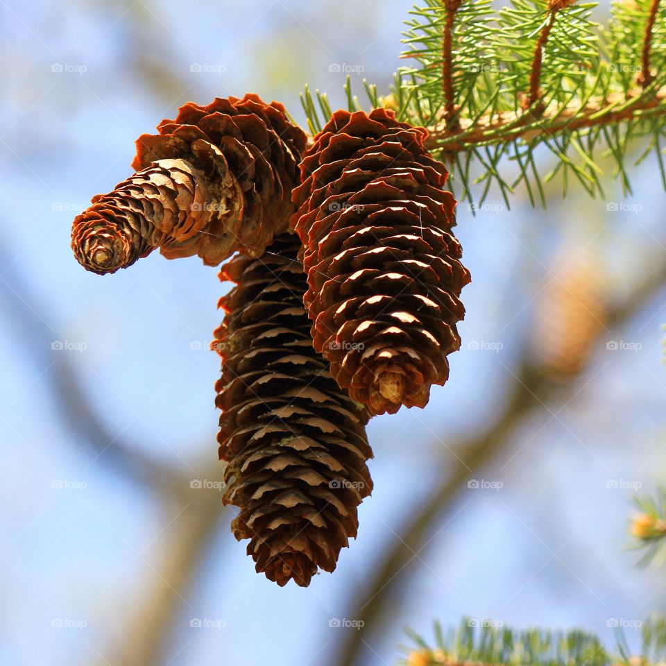 Cones 