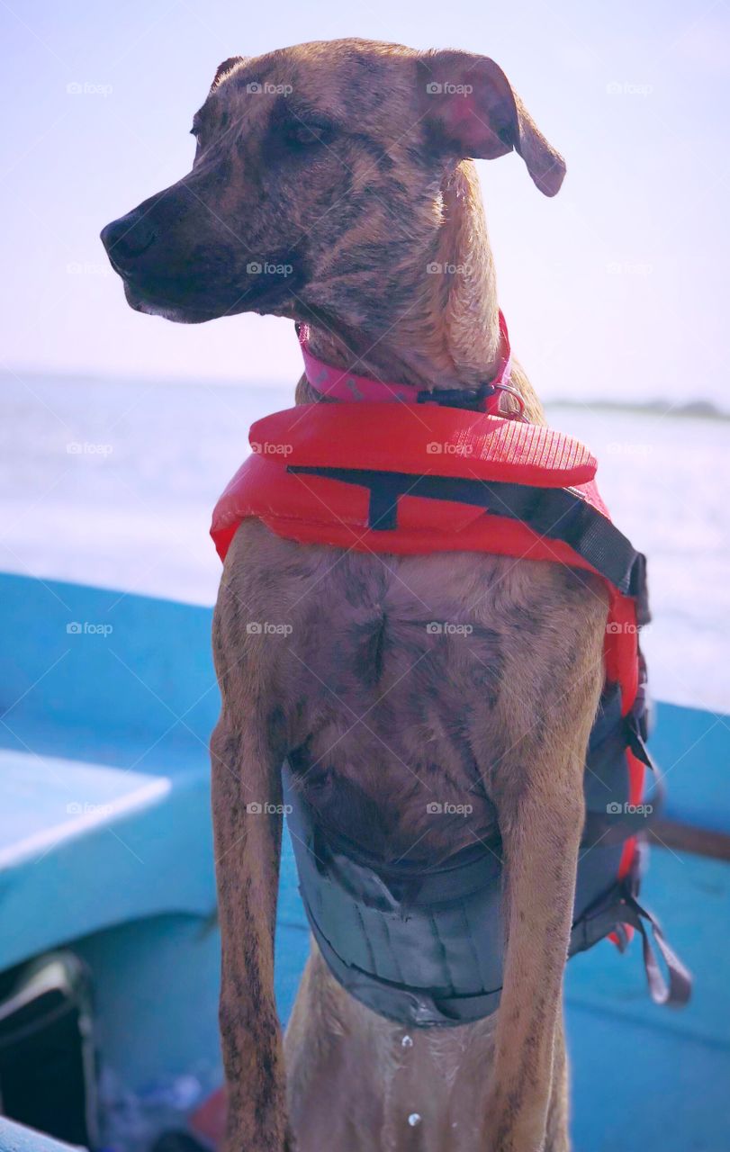 Boat dog, she loves boat rides, life vest is on safety first. Hammocks beach NC