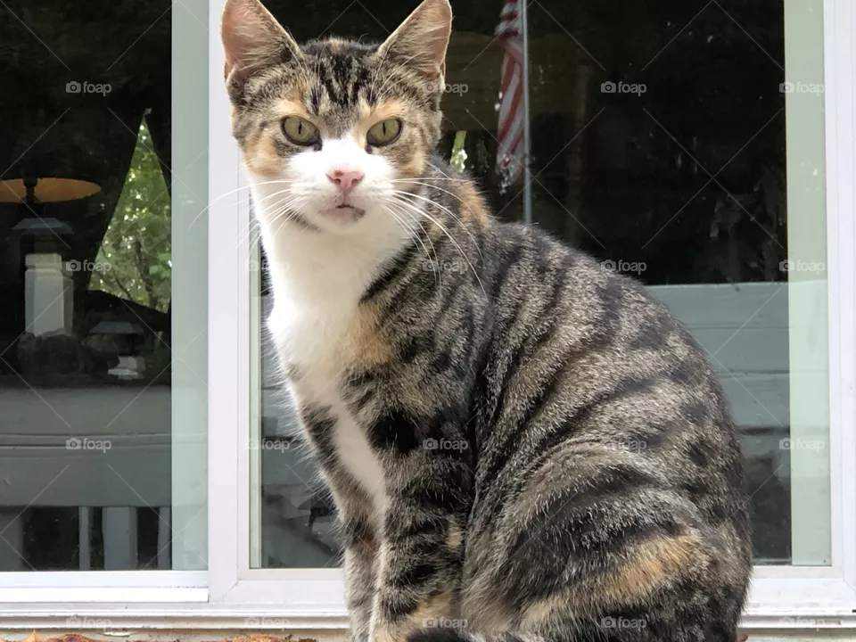 Gertie the stray