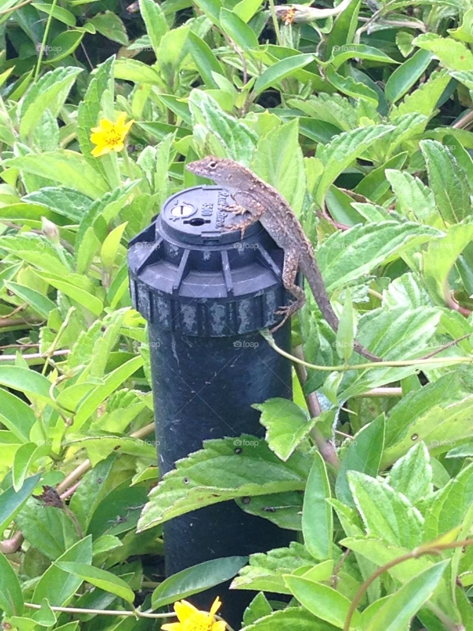 Geckos take sun bath