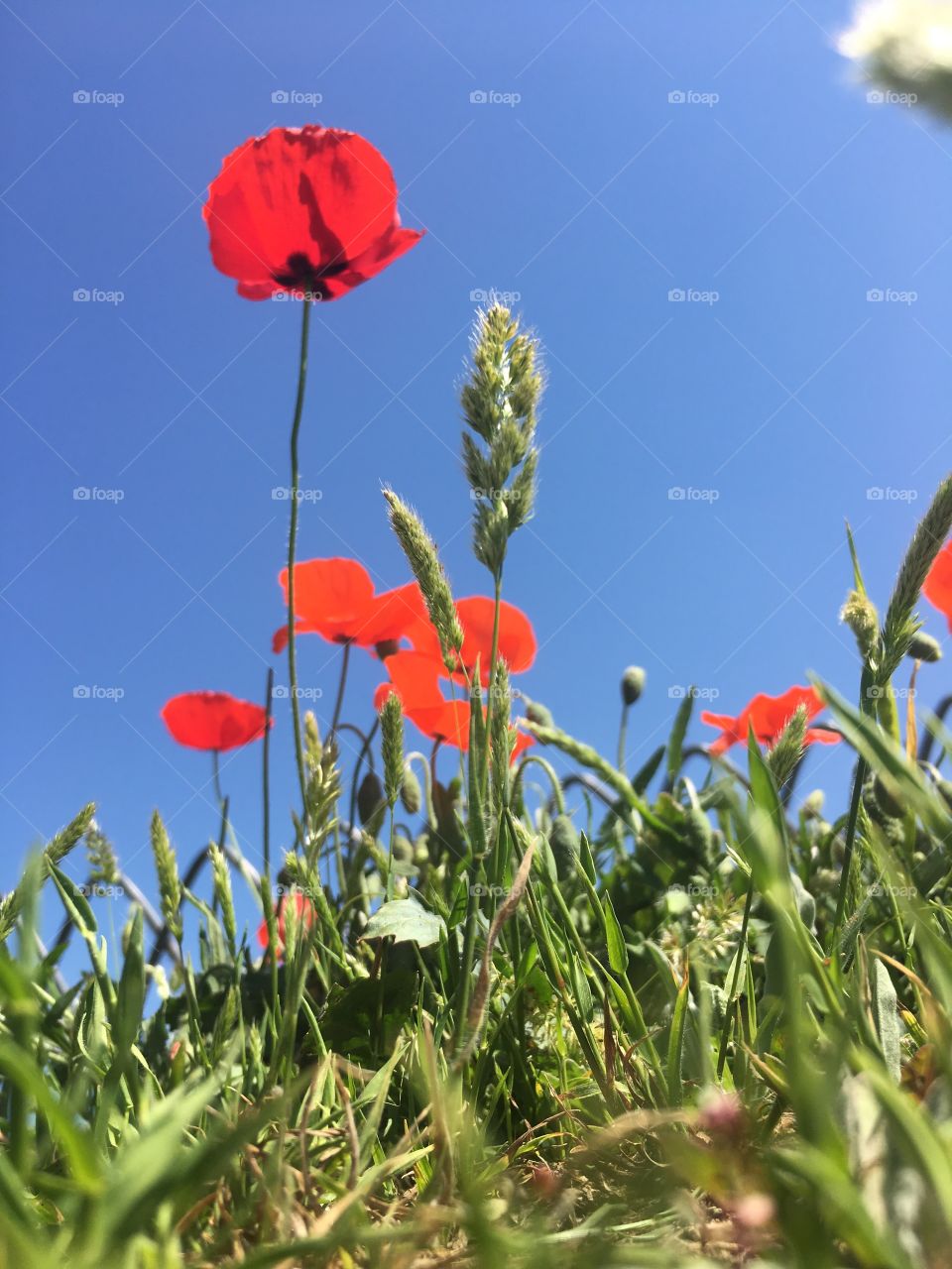 Summerflower in the wind
