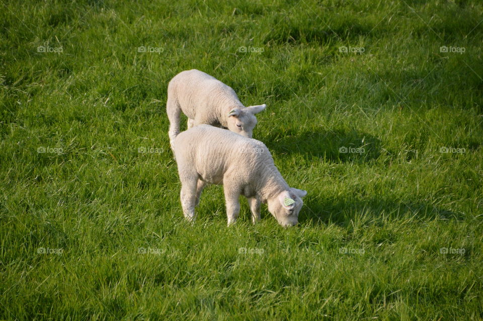 Two White Lambs Eating Grass