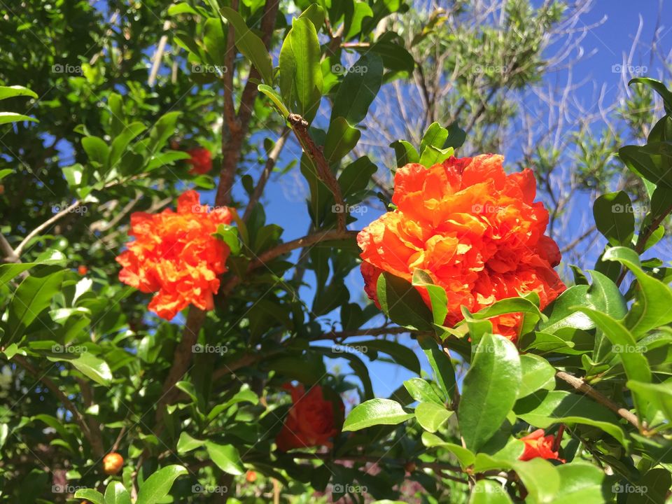 Brightly colored orange flowers with brilliant green leaves surrounding them, all against a blue sky