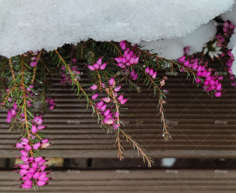 Pink flowers in the snow