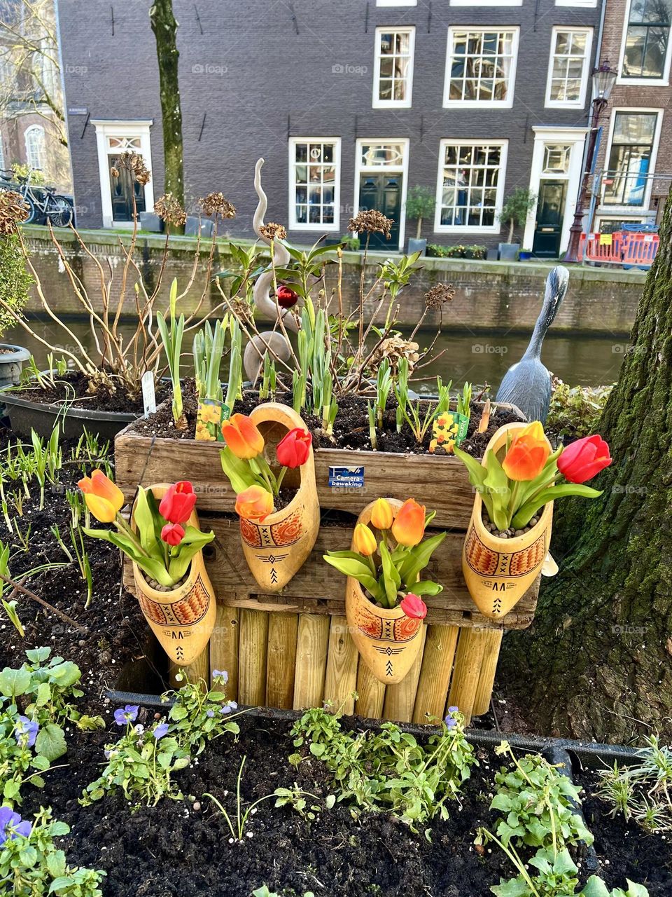 The photo shows traditional Dutch wooden shoes used as tulip pots, placed next to a canal with houses in Amsterdam.