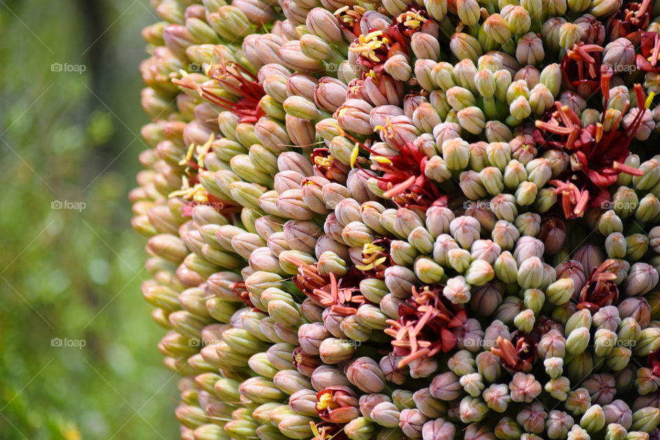 Flowering agave