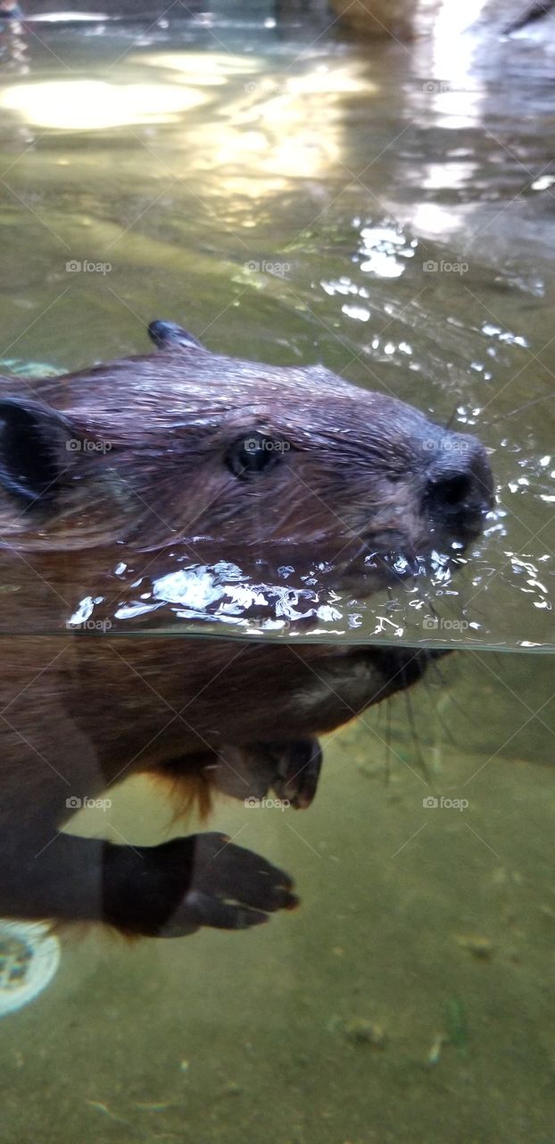 Water beaver in Kobe Zoo. It is swimming swiftly and connecting with visitors in the zoo.