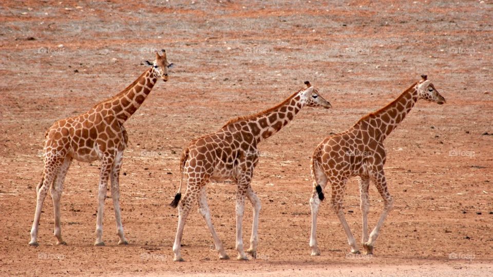 Giraffe symmetry 