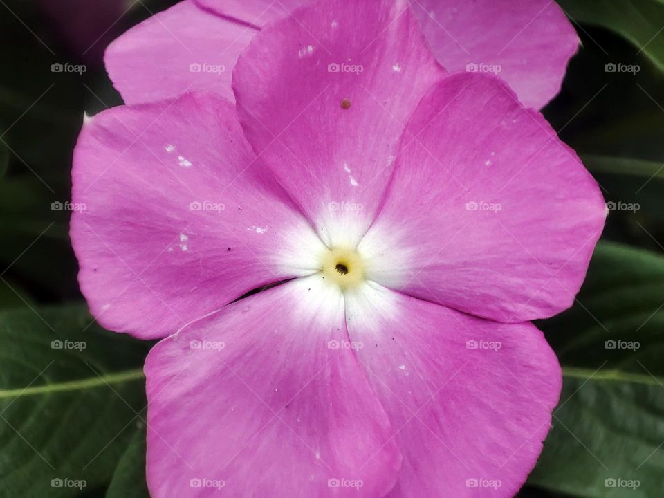 Macro photo of a flower growing in the garden