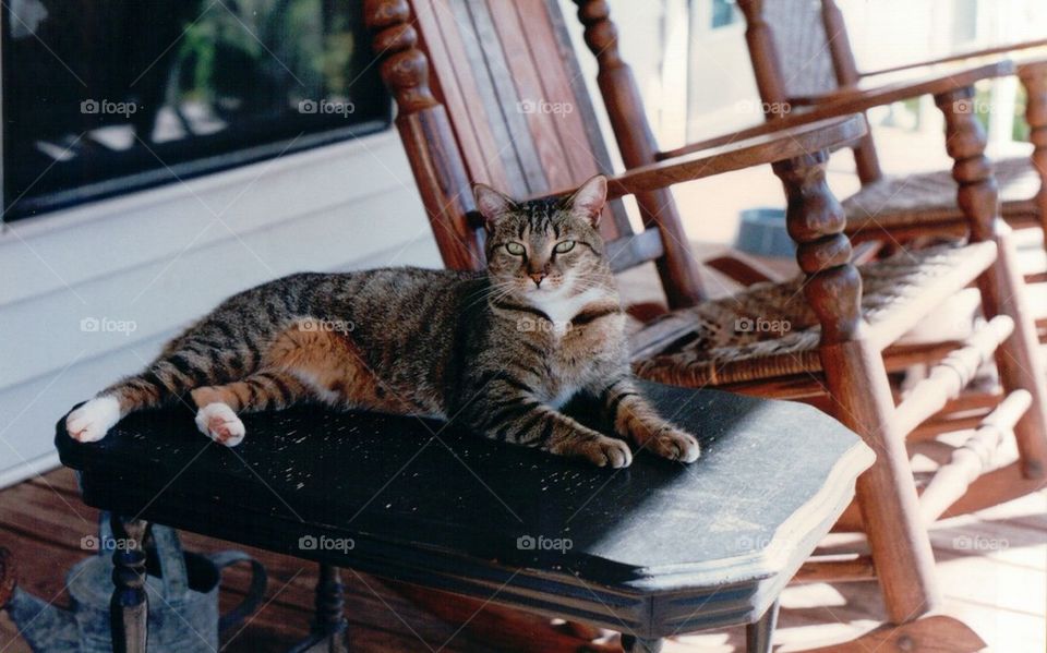 Tabby cat on porch