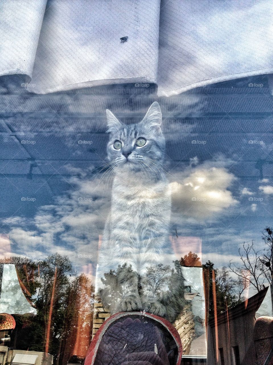 Grey cat. gray cat behind the glass, reflection 