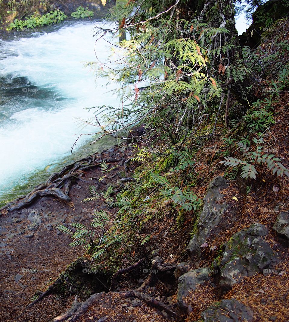 The beautiful McKenzie River in Western Oregon near its headwaters with whitewater and rapids flowing through a canyon covered in trees and greenery on a fall morning at sunrise. 