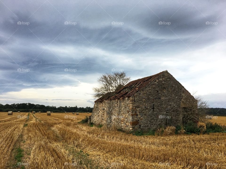 Landscape photo of an old tumbled down barn with a tree growing through the roof against a backdrop of a field with freshly cut hay ... 
