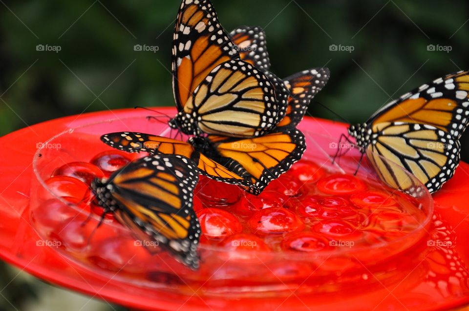 colorful batterflies in the park