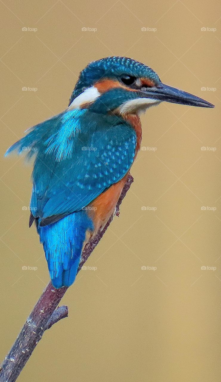 Magnificent kingfisher