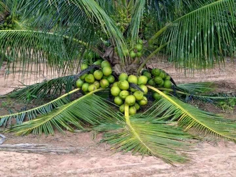 coconut tree and palm tree