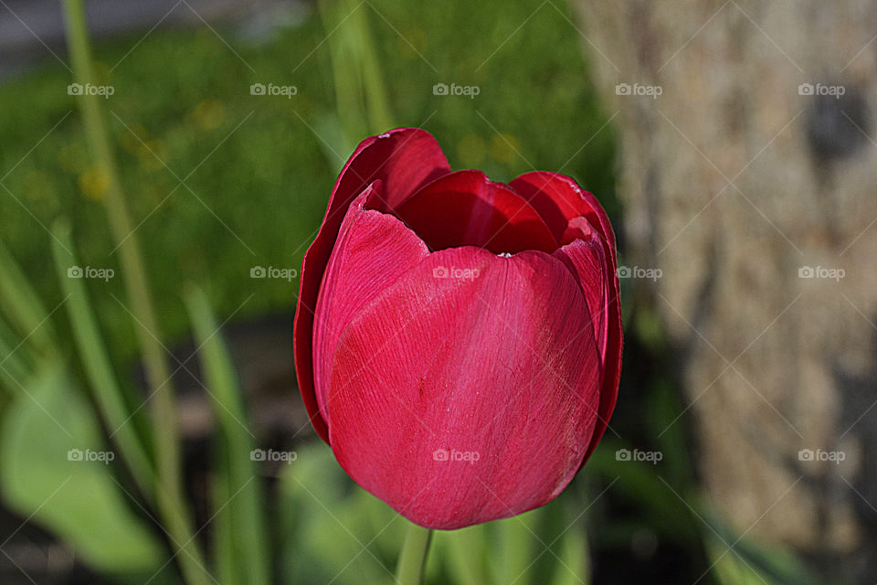 Red tulip