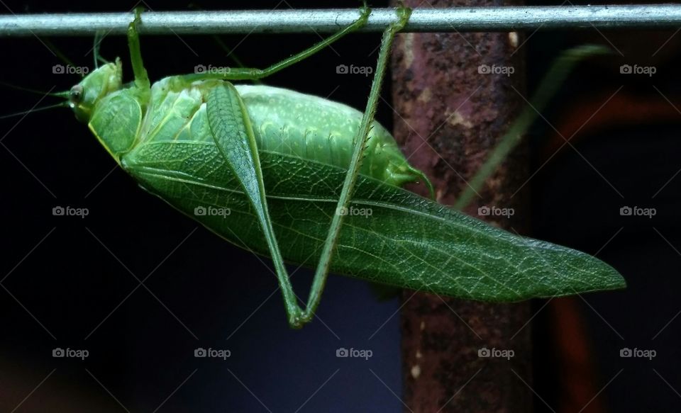 Tidda (grasshopper)