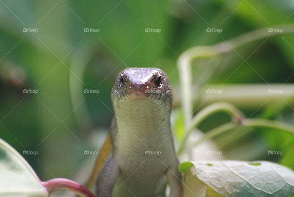 Beauty common sun skink at the garden. Suprisely for dryng to the clean ground, not far from the water. Throated well shown as its sensitive skin part of .