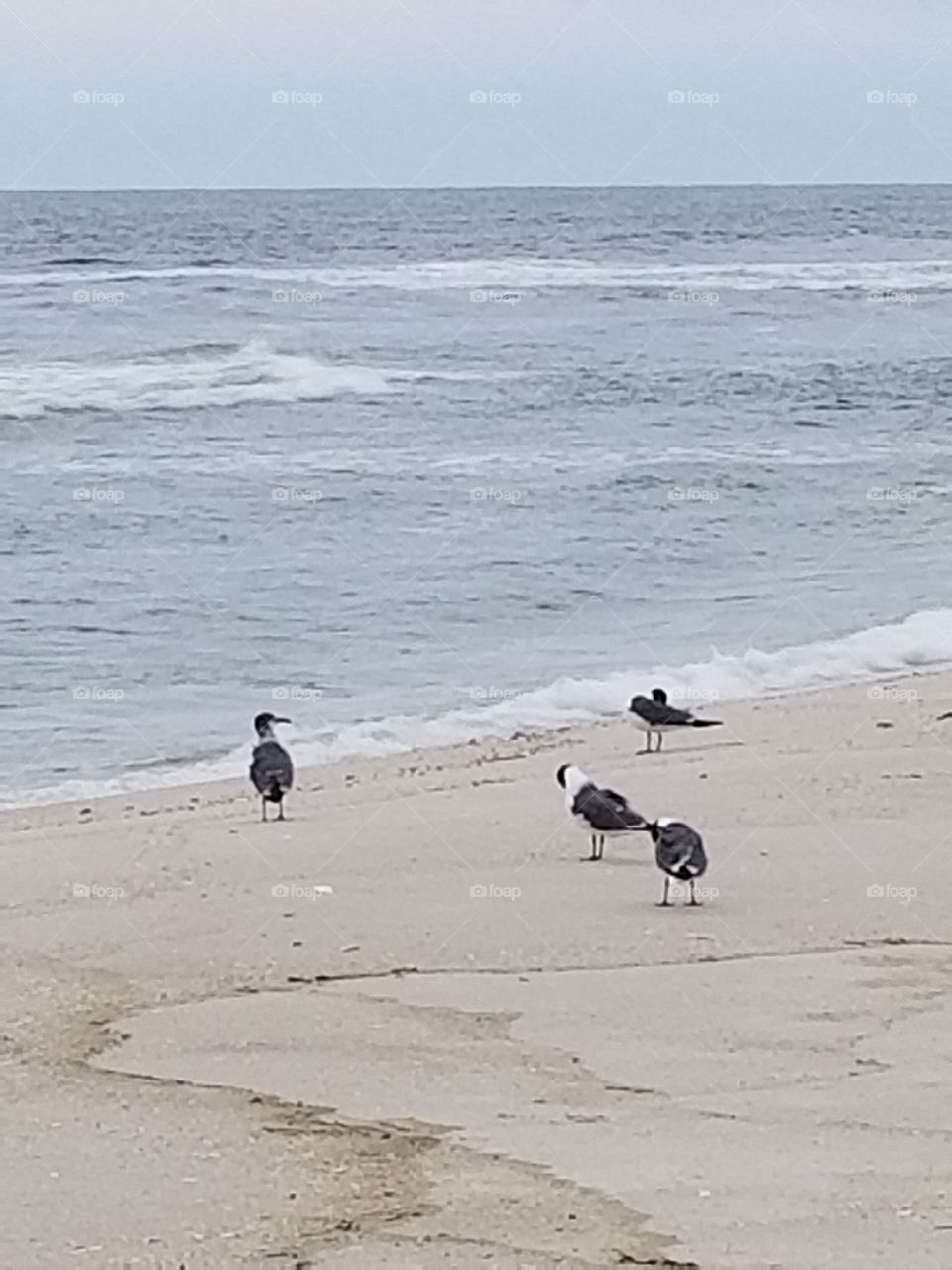 Seagulls at the ocean in New Jersey