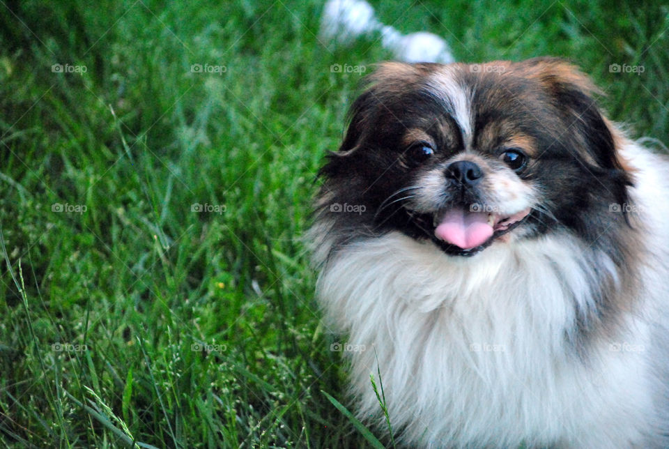 Pekingese Dog, looking happy, smiling, tongue out, playing outdoors