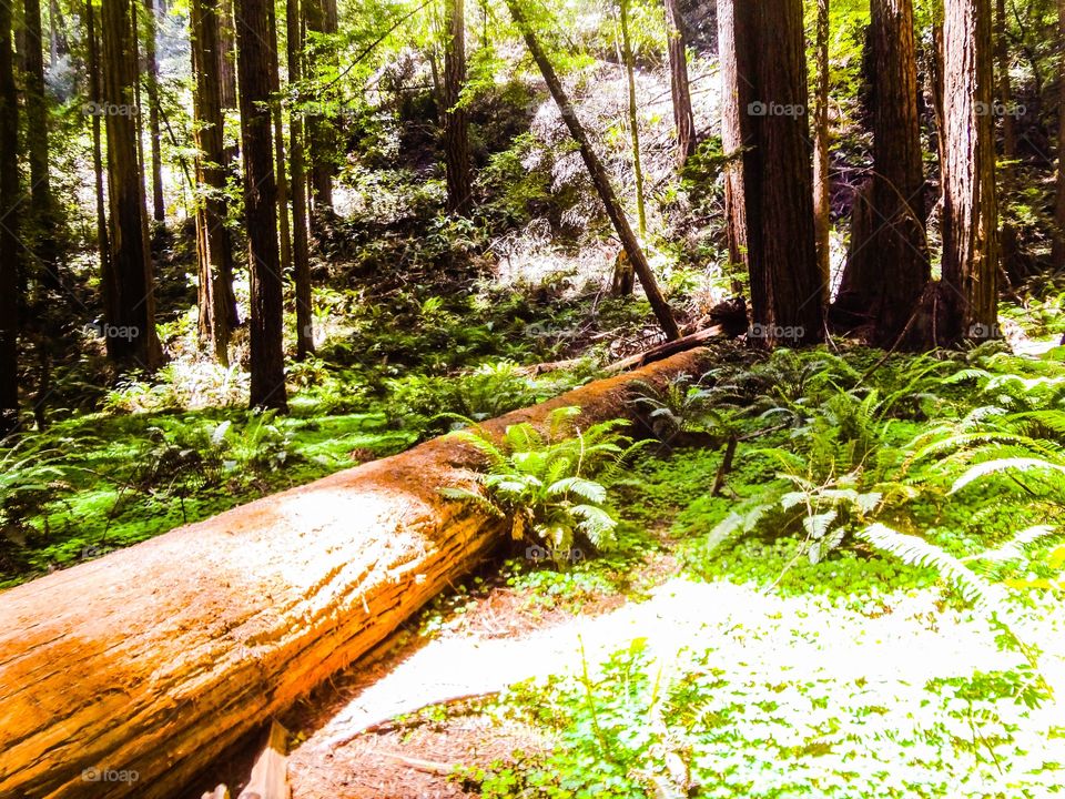 Fallen Redwood