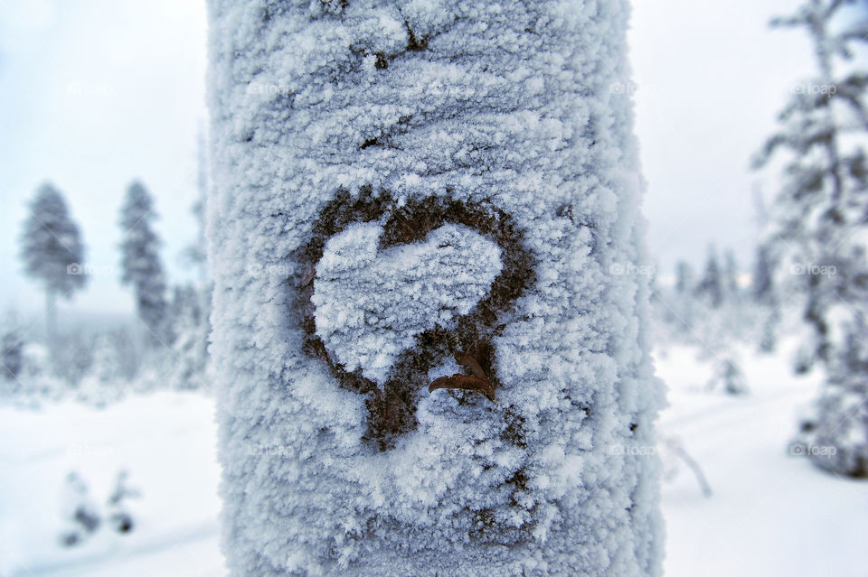 heart shape carved on a winter tree
