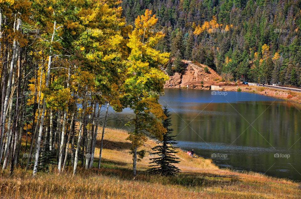 Aspens. San Isabel National Forest