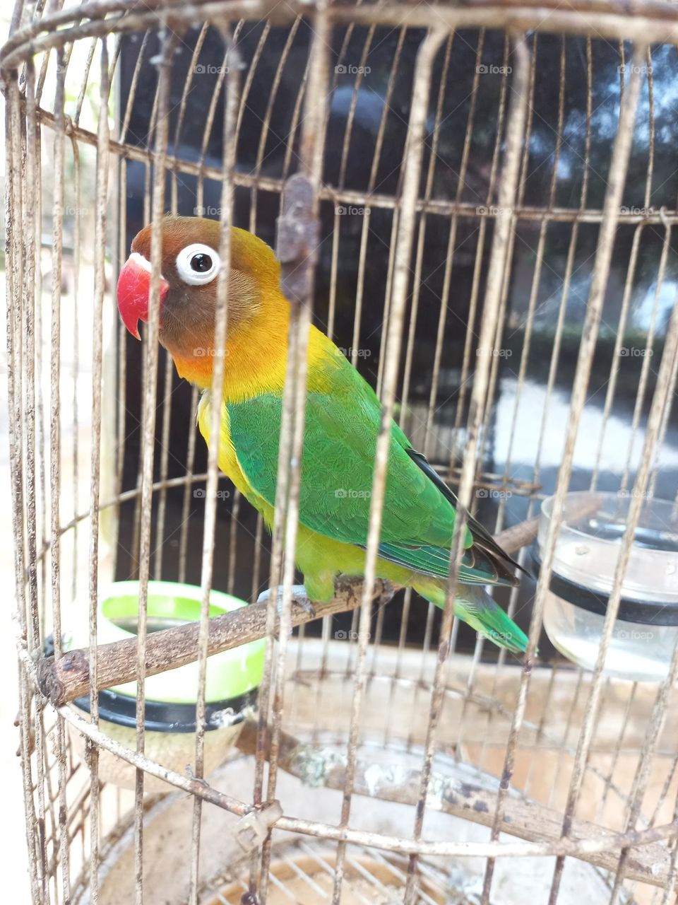 Yellow collar lovebird is also called lovebird mask, black mask lovebird or ring lovebird