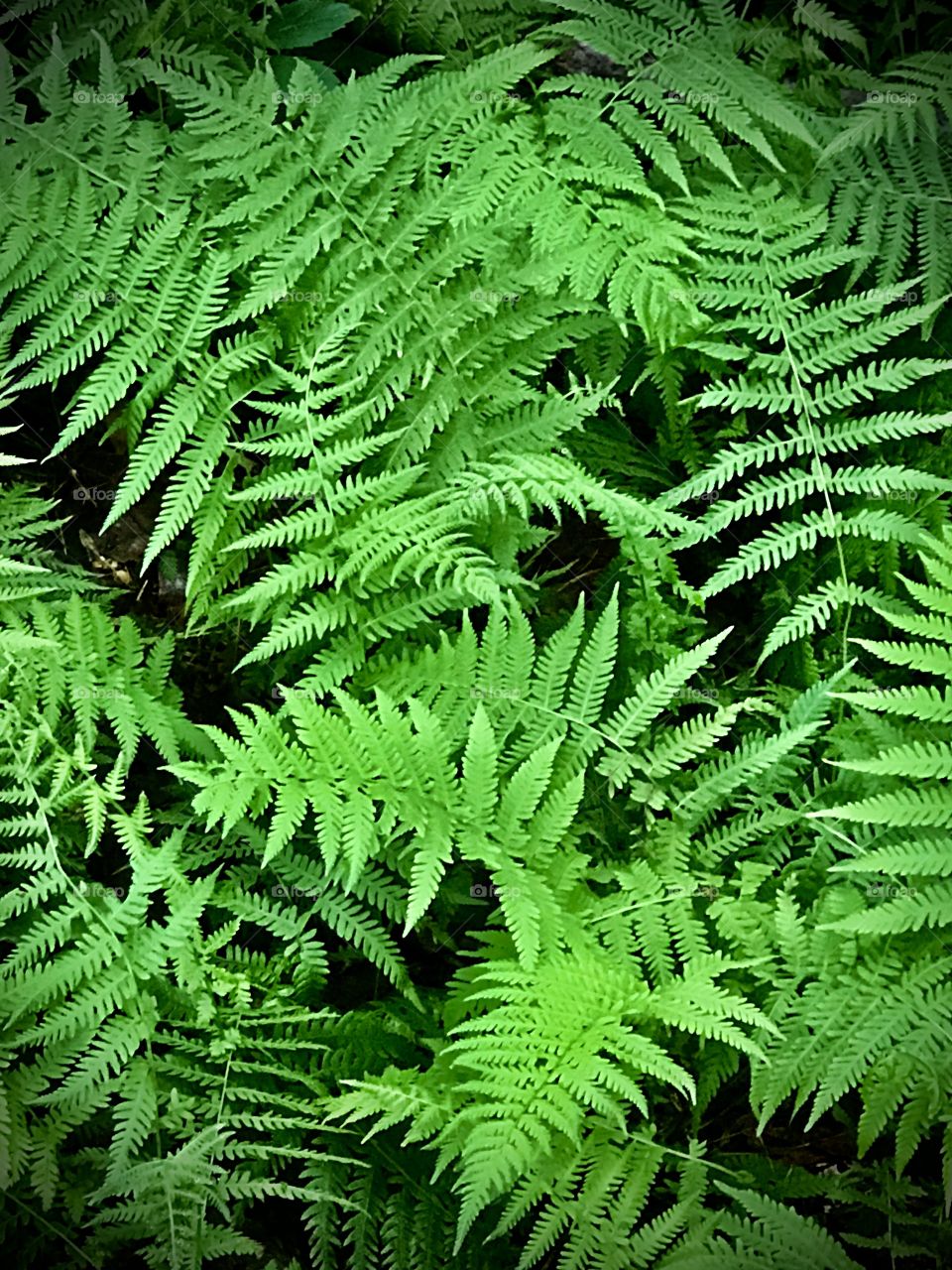 Luscious green ferns