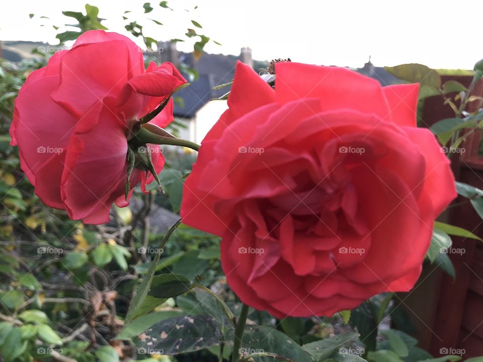 A very fine rose in a lovely condition in our garden today, adding pleasure to an already fabulous summers day.