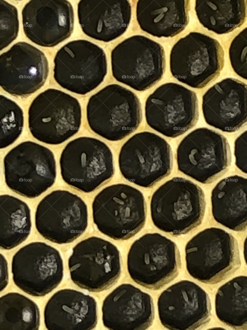 Laying workers example, laying workers, comb, wax