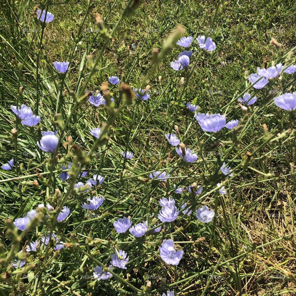 Some beautiful pics of chicory in a country setting. I love NE Tennessee! 