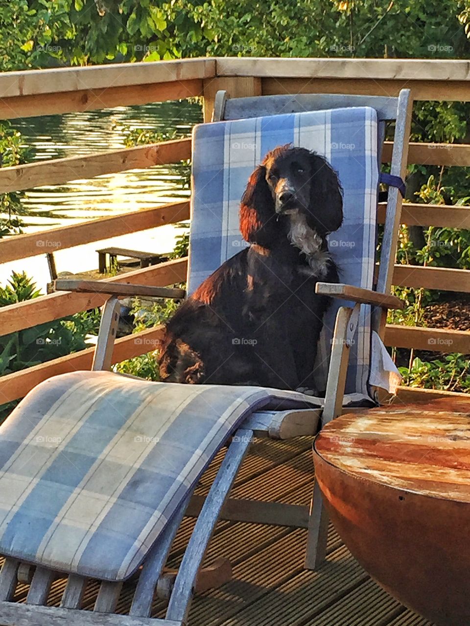 Relaxing dog on chair