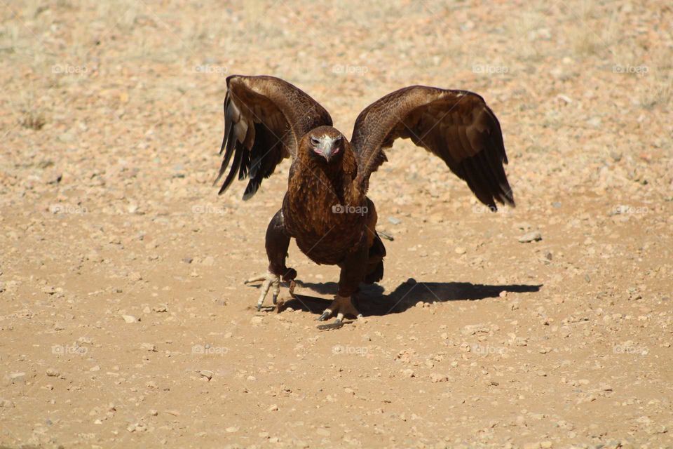 wedge tailed eagle