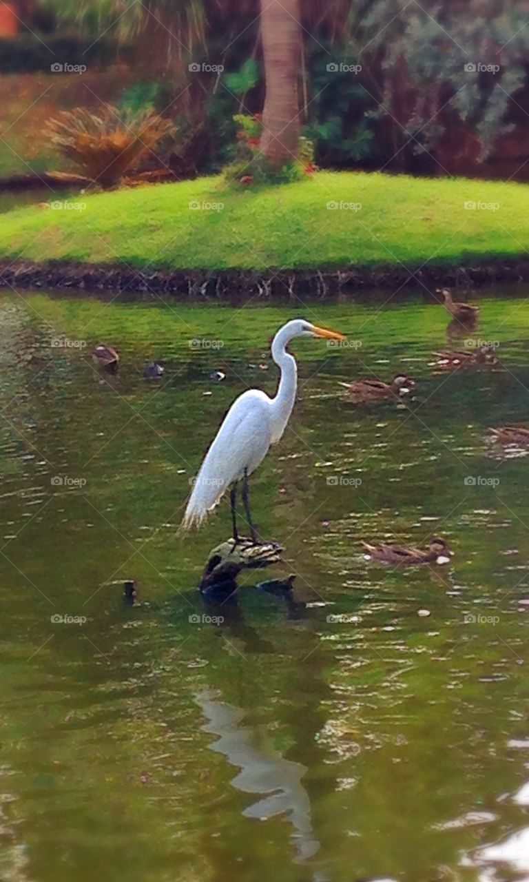 Quiet reflection . Such s beautiful bird...