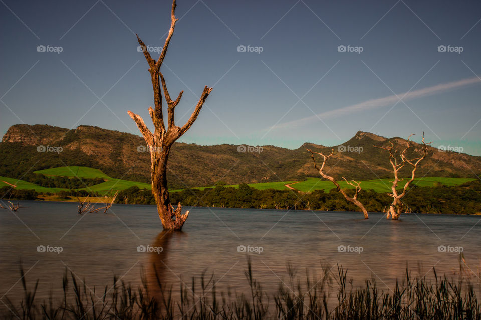 tea plantation resavoir with grass in foreground and a dead tree