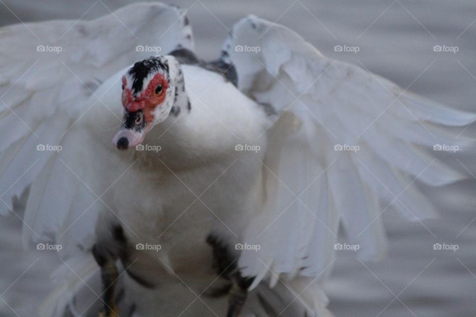 Muscovy duck